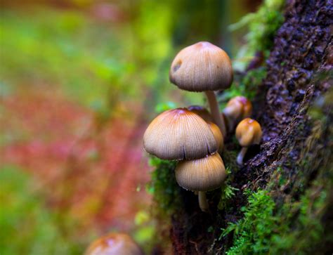 The Social Impact of Magic Mushroom Dependency